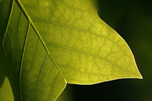 Leaf Detail