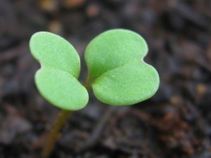 Seedling