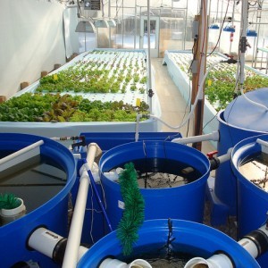 An Aquaponics System