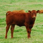 Brown Cow
