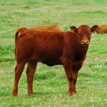 Brown Cow