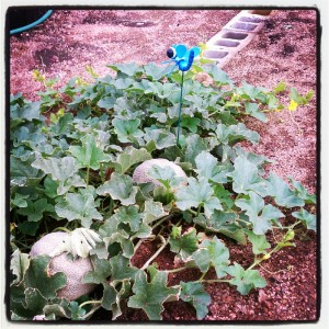 Cantaloupes from my first garden.