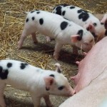 piglets