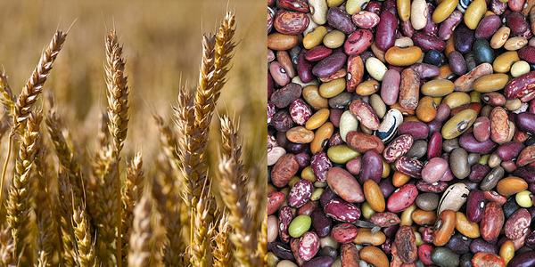 Grains and Lentils