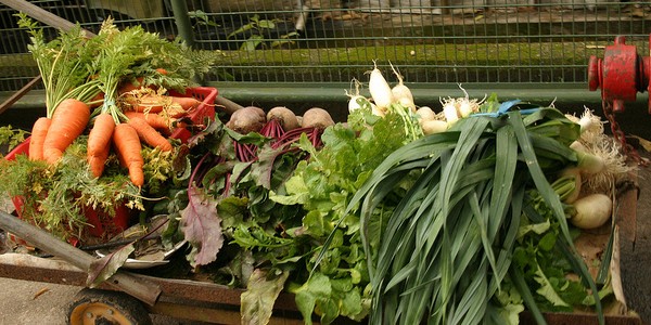 Root Crops