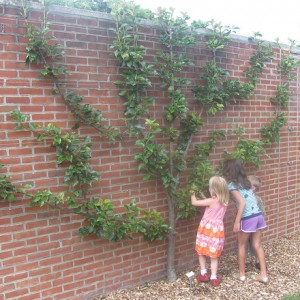 Espalier Pruning