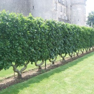 Hedgerow planting and espalier pruning