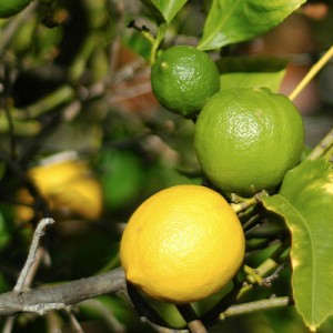 lemon and lime tree