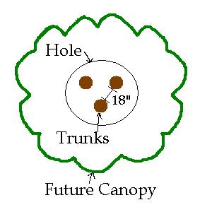 Many Tree one hole