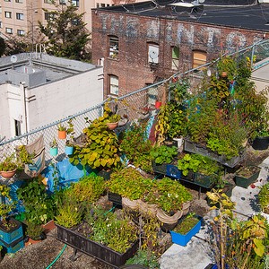 Rooftop Garden