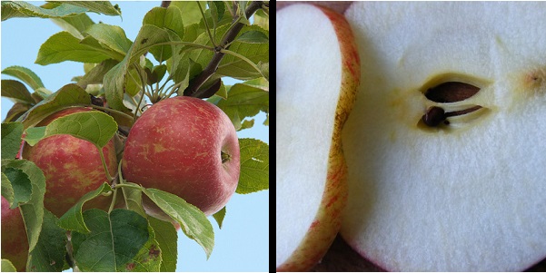 Apples on tree and sliced