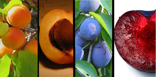 Apricot & Plum Trees