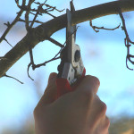 Hand shears pruning a tree