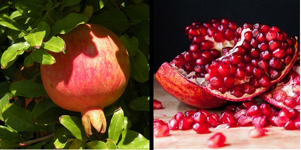 Pomegranate tree