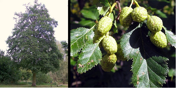 Alder tree