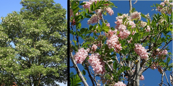 Black Locust/Robinia tree