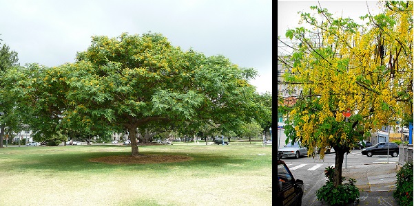 Cassia tree