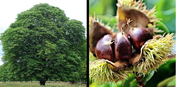 Chestnut tree