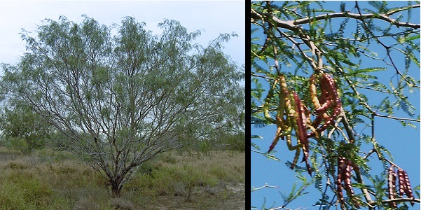 Honey Mesquite Tree