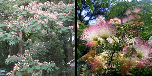 Mimosa tree