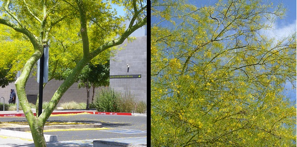 Palo Verde Tree