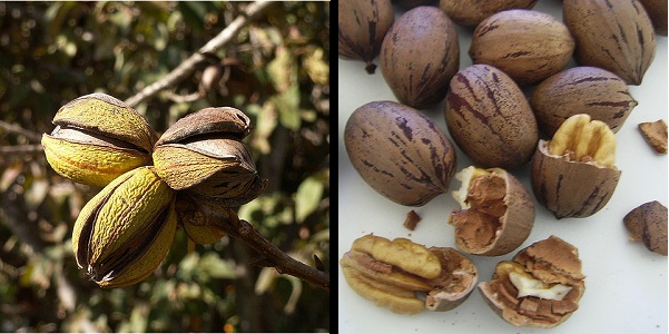 Pecan tree