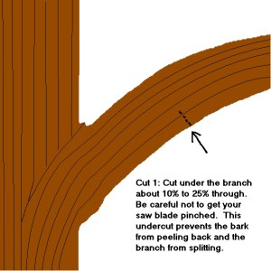 First cut when removing a large branch