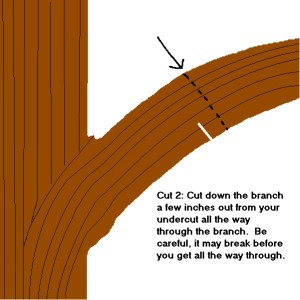 Second cut when removing a large branch.