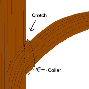 Collar and Crotch of a branch