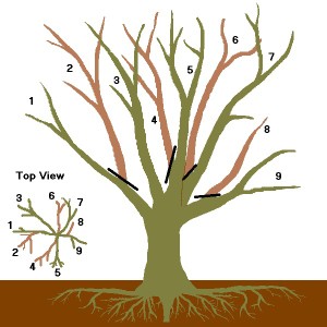 How to Prune Your Fruit & Nut Trees Living Off Grid Guide