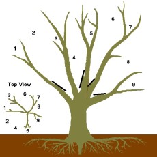 How to Prune Your Fruit & Nut Trees Living Off Grid Guide