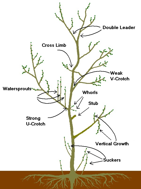 Pruning - Tree Pruning Terms (white)