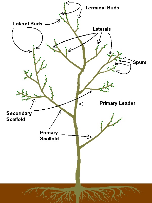 Pruning - Tree Terms (white)