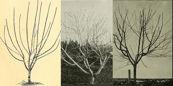 Pruning – Open Center