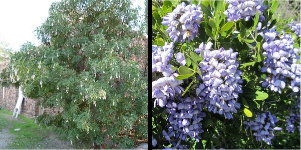 Texas mountain laurel tree