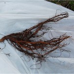 Bare roots on a bare root tree