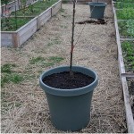 Nursery Tree in pot