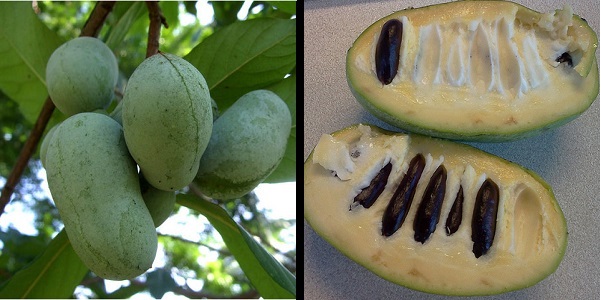 Pawpaw Tree