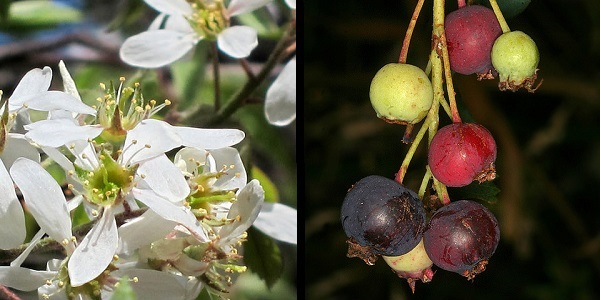 Service Berry Tree