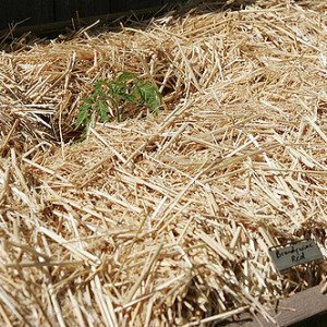 Straw Mulch