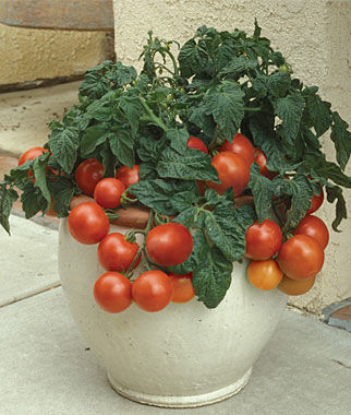 Tomato, Patio Princess