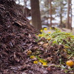 Compost Pile