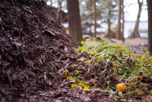 Compost Pile