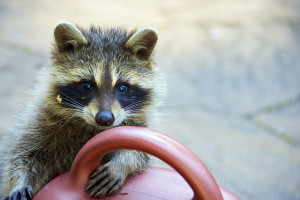 racoon