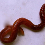 red wiggler