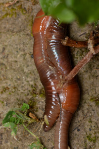 Worms Mating