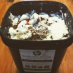Healthy compost bin with white mold