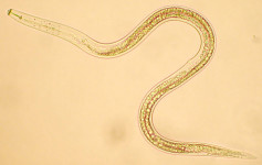 Nematode