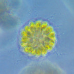 Synura uvella