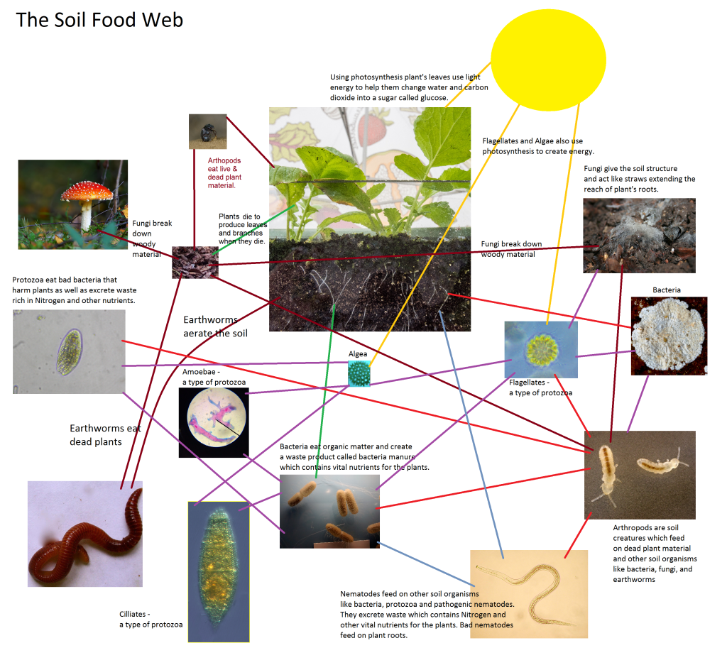  The Soil Food Web